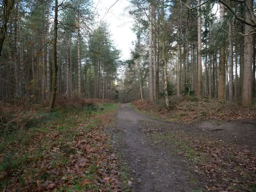 A woodland track through Bacton Wood