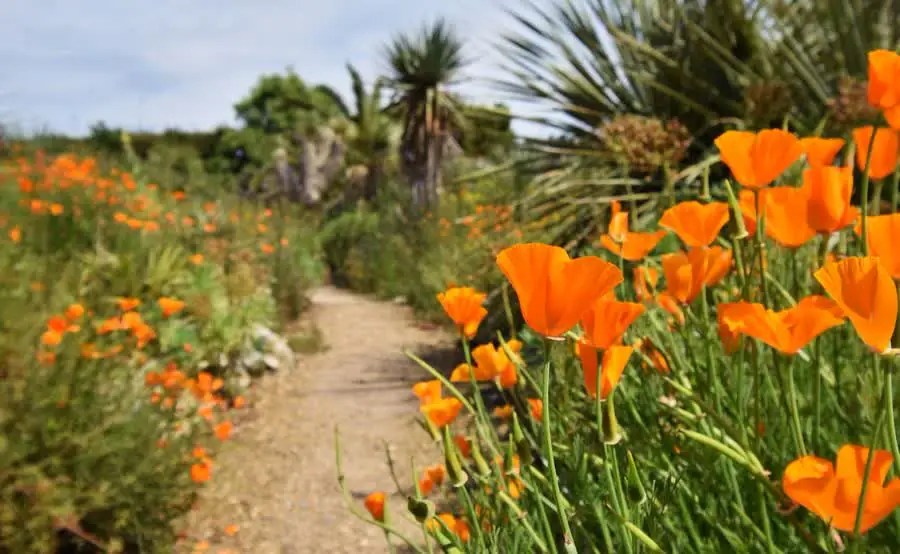 Poppies at East Ruston Old Vicarage gardens