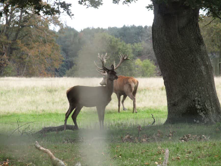 Red deer in the park at Gunton