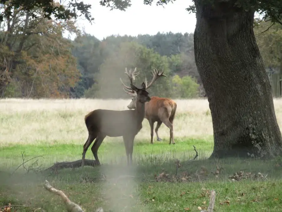 Red deer in the park at Gunton