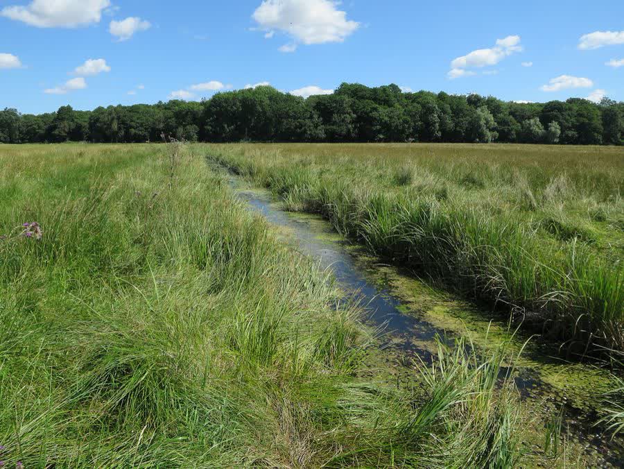 The fen at Strumpshaw