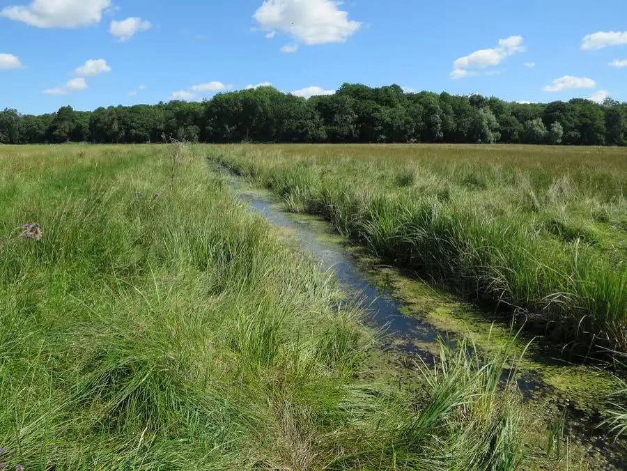 The fen at Strumpshaw