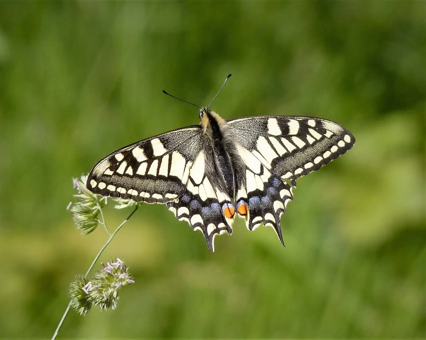 A swallowtail butterfly, the Norfolk Broads speciality