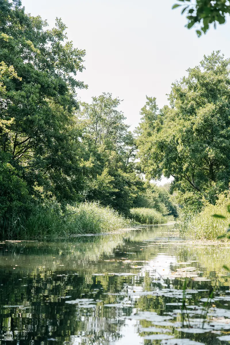 The canal on a summer morning, still water and lily pads between the trees