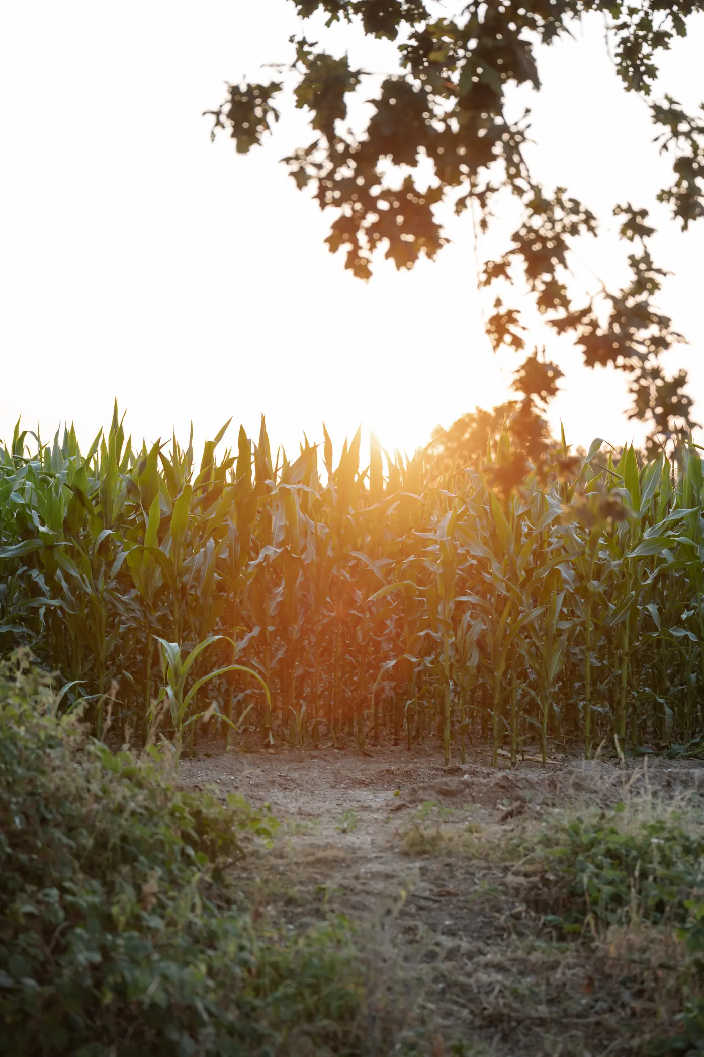 Evening sun over a field of maize on the farm, which feeds our green energy plant