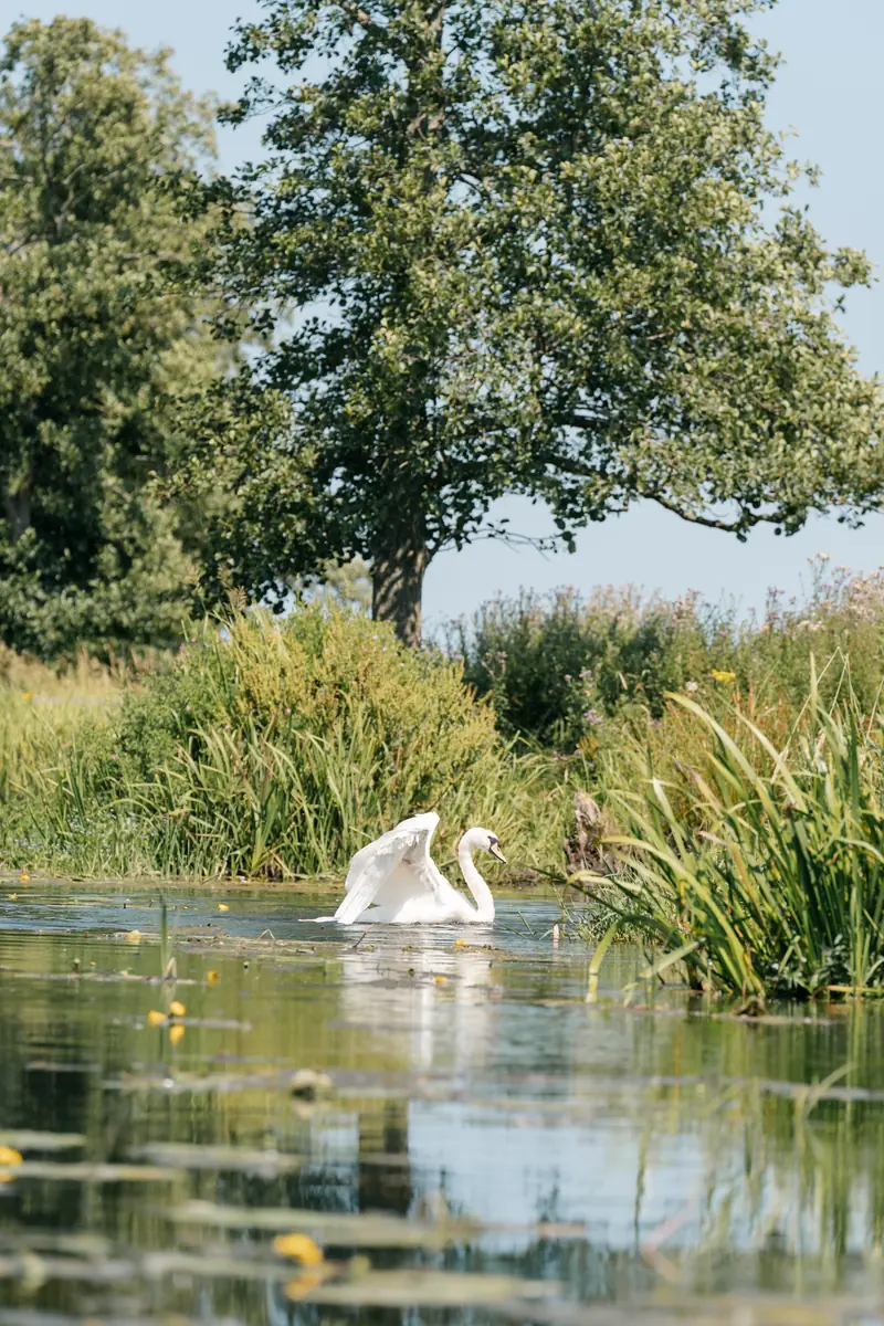 A swan gliding along the canal between the reeds