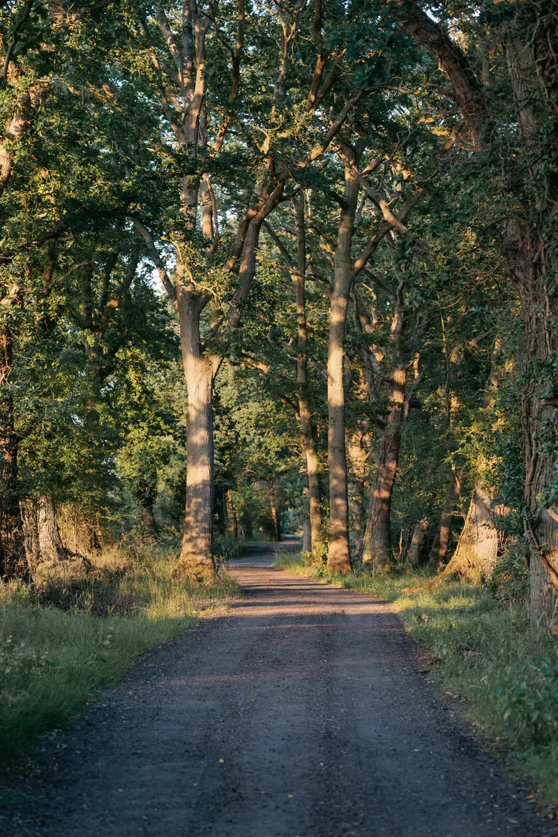 A tree-lined path through the woods on the estate
