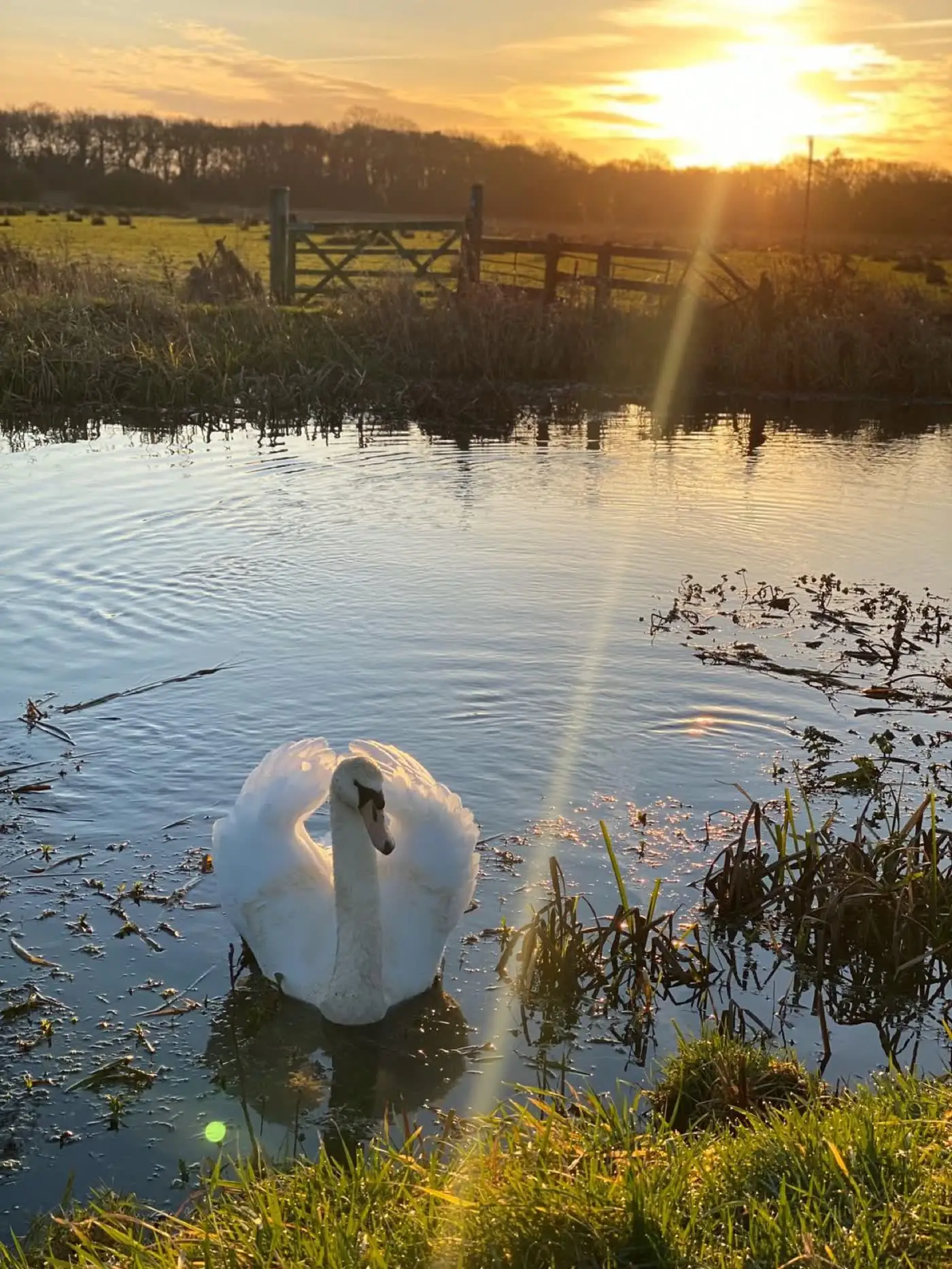 Swans at dusk on the fen