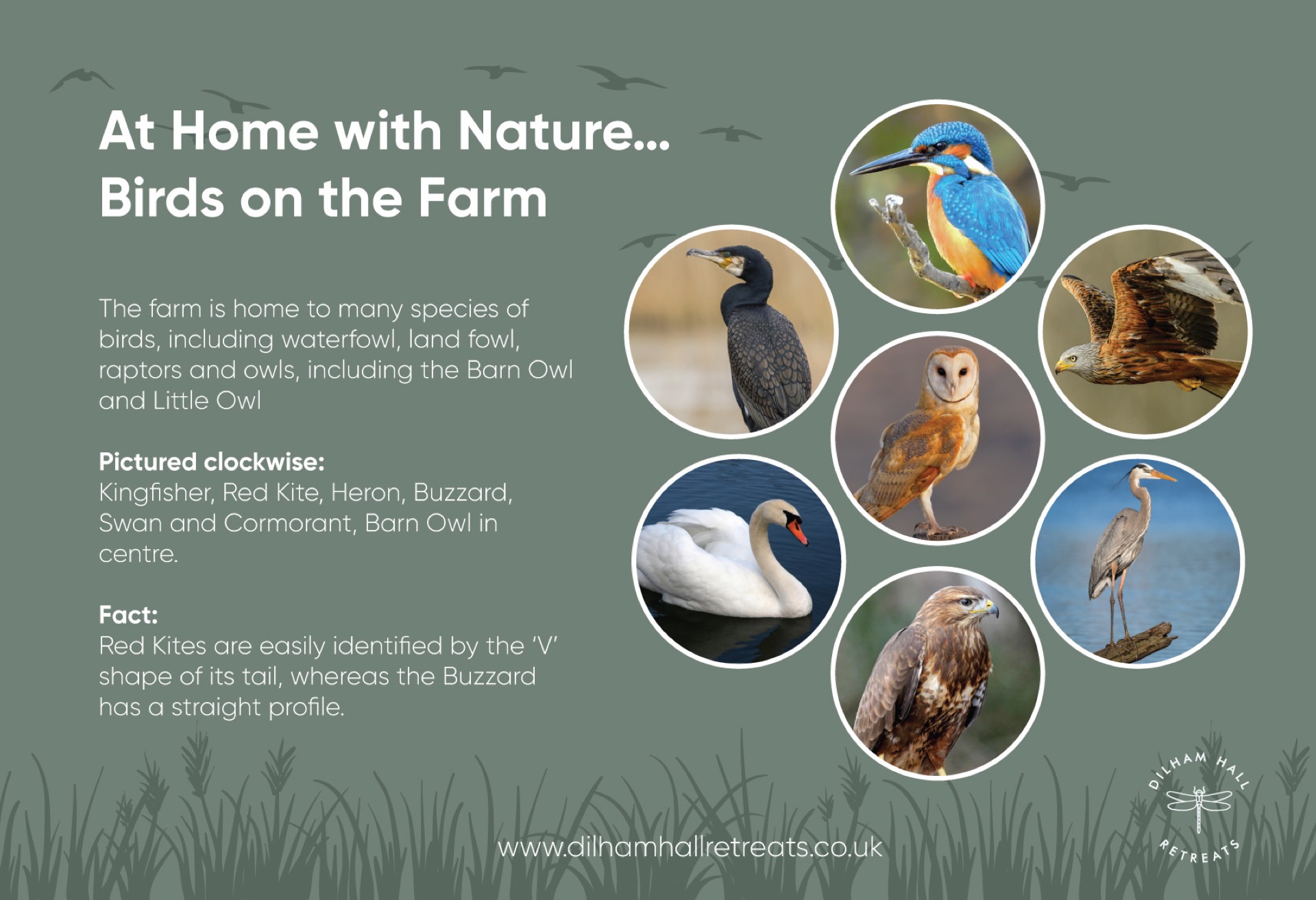 Birds on the farm